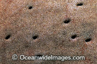 Great White Shark sensory pores denticles Photo - Gary Bell