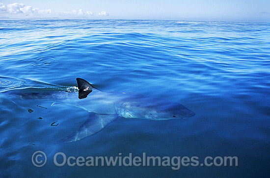 Great White Shark (Carcharodon carcharias) with dorsal fin breaking surface. Gansbaai, South Africa. Protected species Classified as Vulnerable on the IUCN Red List. Photo - Gary Bell Great White Shark (Carcharodon carcharias) with dorsal fin breaking surface. Gansbaai, South Africa. Protected species Classified as Vulnerable on the IUCN Red List. Photo - Gary Bell