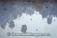 Great White Shark skin denticles Photo - Gary Bell