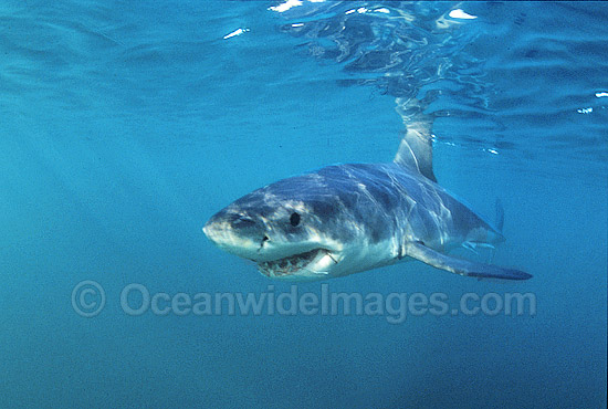 Great White Shark (Carcharodon carcharias) underwater. Also known as White Pointer and White Death. Gansbaai, South Africa. Listed as Vulnerable Species on the IUCN Red List. Photo - Gary Bell Great White Shark (Carcharodon carcharias) underwater. Also known as White Pointer and White Death. Gansbaai, South Africa. Listed as Vulnerable Species on the IUCN Red List. Photo - Gary Bell