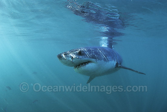 Great White Shark (Carcharodon carcharias) underwater. Also known as White Pointer and White Death. Gansbaai, South Africa. Listed as Vulnerable Species on the IUCN Red List. Photo - Gary Bell