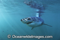 Great White Shark Photo - Gary Bell