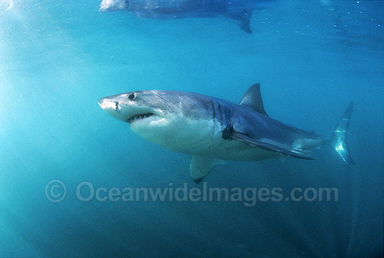 Great White Shark (Carcharodon carcharias) underwater. Also known as White Pointer and White Death. Gansbaai, South Africa. Listed as Vulnerable Species on the IUCN Red List. Photo - Gary Bell Great White Shark (Carcharodon carcharias) underwater. Also known as White Pointer and White Death. Gansbaai, South Africa. Listed as Vulnerable Species on the IUCN Red List. Photo - Gary Bell