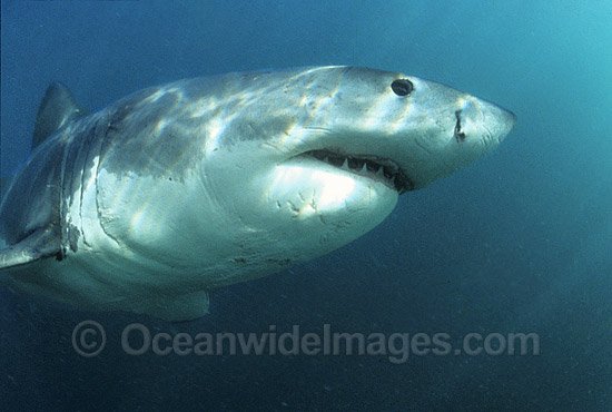 Great White Shark (Carcharodon carcharias) underwater. Also known as White Pointer and White Death. Gansbaai, South Africa. Listed as Vulnerable Species on the IUCN Red List. Photo - Gary Bell Great White Shark (Carcharodon carcharias) underwater. Also known as White Pointer and White Death. Gansbaai, South Africa. Listed as Vulnerable Species on the IUCN Red List. Photo - Gary Bell