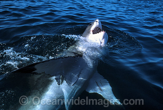 Great White Shark Carcharodon carcharias photo