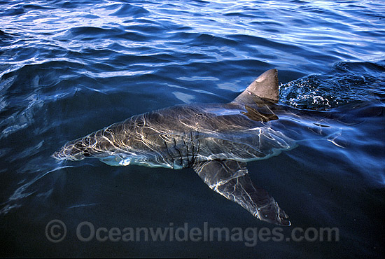 Great White Shark dorsal fin photo