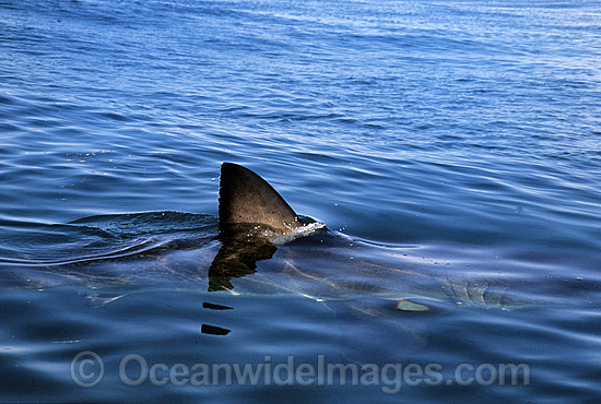 Great White Shark (Carcharodon carcharias) with dorsal fin breaking surface. Gansbaai, South Africa. Protected species Classified as Vulnerable on the IUCN Red List. Photo - Gary Bell Great White Shark (Carcharodon carcharias) with dorsal fin breaking surface. Gansbaai, South Africa. Protected species Classified as Vulnerable on the IUCN Red List. Photo - Gary Bell
