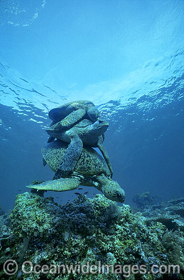 Mating Green Sea Turtles breeding photo