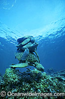 Mating Green Sea Turtles breeding Photo - Gary Bell