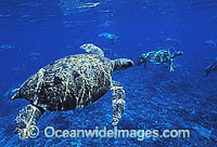 Unusual aggregation of Green Sea Turtles Photo - Gary Bell