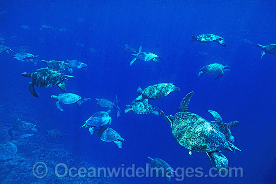 Unusual aggregation of Green Sea Turtles photo