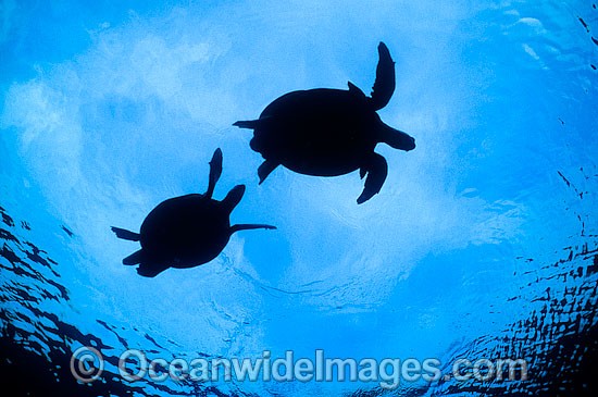 Courting Green Sea Turtles breeding season photo