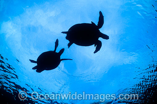 Courting Green Sea Turtles breeding season photo Courting Green Sea Turtles breeding season photo
