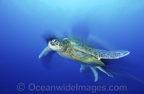 Green Sea Turtle Chelonia mydas photo