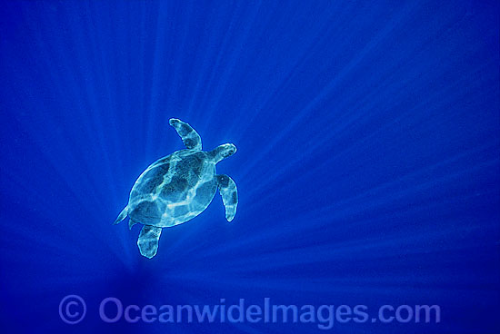 Green Sea Turtle in spiked sunrays photo