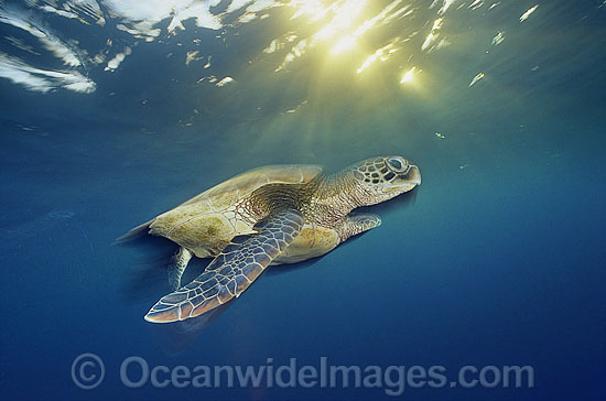 Green Sea Turtle in sunrays as sun sets photo