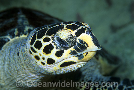 Hawksbill Sea Turtle (Eretmochelys imbricata) close-up of head detail. Great Barrier Reef, Queensland, Australia. Found in tropical and warm temperate seas worldwide. Rare. Classified Critically Endangered species on the IUCN Red List. Photo - Gary Bell