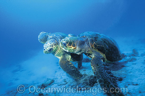 Courting female Loggerhead Turtles photo Courting female Loggerhead Turtles photo