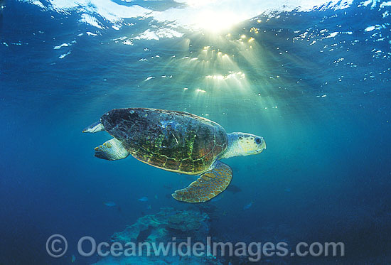 Loggerhead Sea Turtle Caretta caretta photo