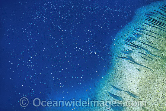 Aerial Green Sea Turtles Raine Island photo