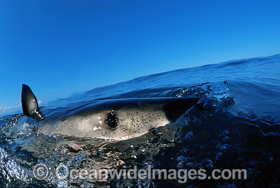 Great White Shark fin, eye and pores photo