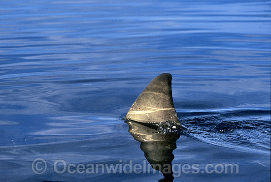 Great White Shark (Carcharodon carcharias) with dorsal fin breaking surface. Gansbaai, South Africa. Protected species Classified as Vulnerable on the IUCN Red List. Photo - Gary Bell