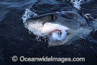 Great White Shark mouthing Photo - Gary Bell