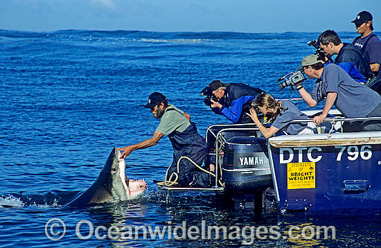 Shark wrangler fends off Great White Shark (Carcharodon carcharias) to prevent from biting boat stern. Gansbaai, South Africa. Sequence - D1. Photo - Gary Bell Shark wrangler fends off Great White Shark (Carcharodon carcharias) to prevent from biting boat stern. Gansbaai, South Africa. Sequence - D1. Photo - Gary Bell
