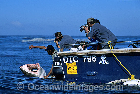 Shark wrangler fends off Great White Shark (Carcharodon carcharias) to prevent from biting boat stern. Gansbaai, South Africa. Sequence - D3. Photo - Gary Bell Shark wrangler fends off Great White Shark (Carcharodon carcharias) to prevent from biting boat stern. Gansbaai, South Africa. Sequence - D3. Photo - Gary Bell