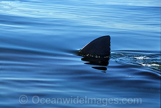 Great White Shark (Carcharodon carcharias) with dorsal fin breaking surface. Gansbaai, South Africa. Protected species Classified as Vulnerable on the IUCN Red List. Photo - Gary Bell Great White Shark (Carcharodon carcharias) with dorsal fin breaking surface. Gansbaai, South Africa. Protected species Classified as Vulnerable on the IUCN Red List. Photo - Gary Bell