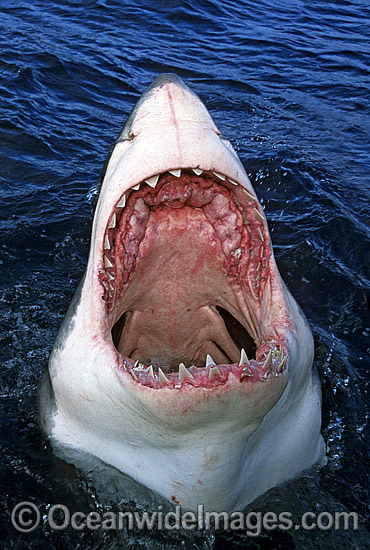 Great White Shark with open jaws photo