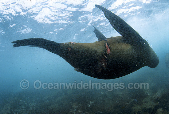 Cape Fur Seal with Great White Shark photo