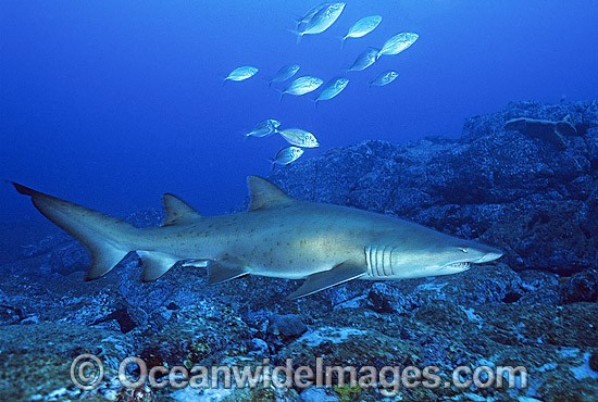 Sand Tiger Shark Carcharias taurus photo
