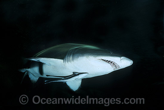 Sand Tiger Shark Carcharias taurus photo Sand Tiger Shark Carcharias taurus photo