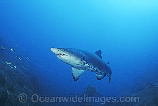 Grey Nurse Shark (Carcharias taurus). Also known as Sand Tiger Shark and Spotted Ragged-tooth Shark. Solitary Islands, New South Wales, Australia. Classified Vulnerable IUCN Red List, protected in Australia. Photo - Gary Bell