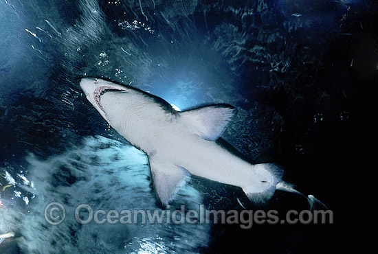 Grey Nurse Shark (Carcharias taurus). Also known as Sand Tiger Shark and Spotted Ragged-tooth Shark. New South Wales, Australia. Classified Vulnerable IUCN Red List, protected in Australia. Photo - Gary Bell Grey Nurse Shark (Carcharias taurus). Also known as Sand Tiger Shark and Spotted Ragged-tooth Shark. New South Wales, Australia. Classified Vulnerable IUCN Red List, protected in Australia. Photo - Gary Bell