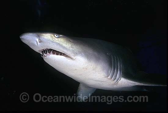 Grey Nurse Shark (Carcharias taurus). Also known as Sand Tiger Shark and Spotted Ragged-tooth Shark. New South Wales, Australia. Classified Vulnerable IUCN Red List, protected in Australia. Photo - Gary Bell