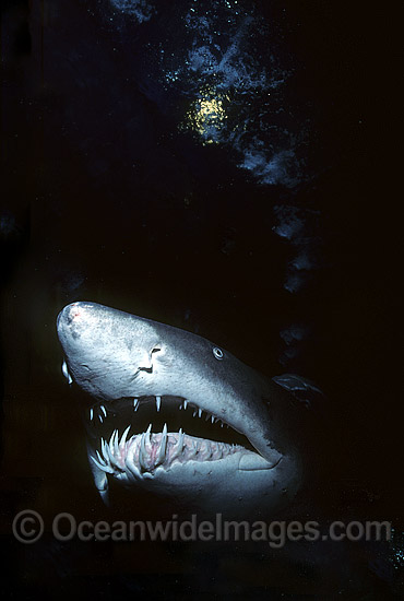 Sand Tiger Shark Carcharias taurus photo Sand Tiger Shark Carcharias taurus photo