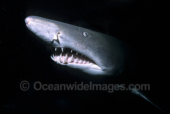 Sand Tiger Shark Carcharias taurus photo Sand Tiger Shark Carcharias taurus photo