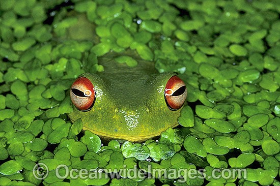 Red-eyed Tree Frog in duck weed photo
