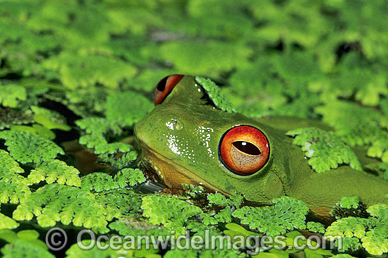 Red-eyed Tree Frog in duck weed photo