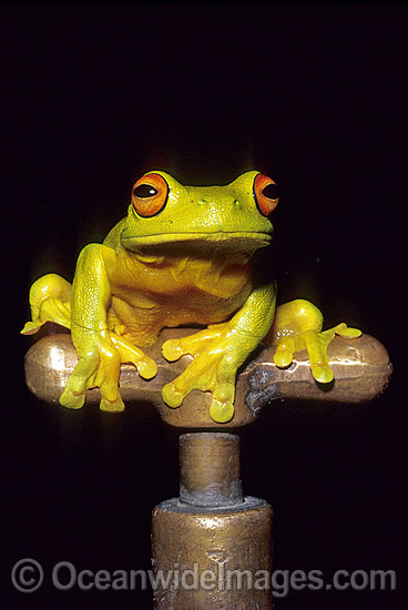 Red-eyed Tree Frog on Garden tap photo