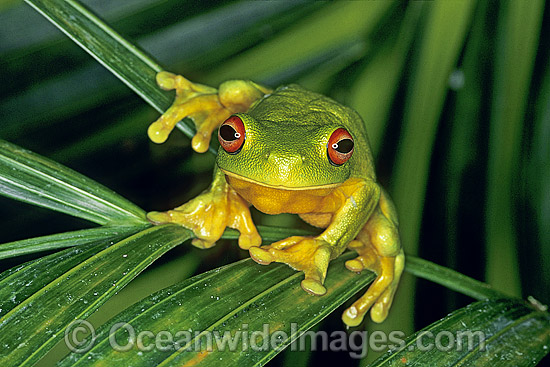 Red-eyed Tree Frog on palm frond photo