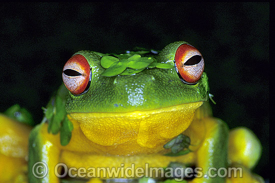 Red-eyed Tree Frog covered in duck weed photo