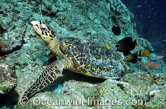 Hawksbill Sea Turtle carapace photo