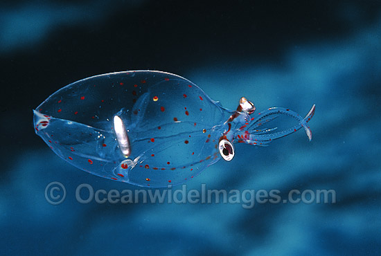 Glass Squid (FAMILY: Cranchiidae.) - juvenile - size: 40mm. Tasman Peninsula, Tasmania, Australia Photo - Gary Bell Glass Squid (FAMILY: Cranchiidae.) - juvenile - size: 40mm. Tasman Peninsula, Tasmania, Australia Photo - Gary Bell