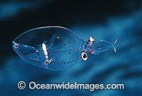 Glass Squid Cranchiidae Family Photo - Gary Bell
