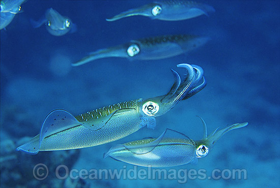 Bigfin Reef Squid (Sepioteuthis lessoniana). Great Barrier Reef, Queensland, Australia Photo - Gary Bell