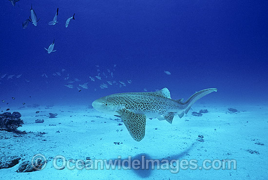 Leopard Shark Stegastoma fasciatum photo