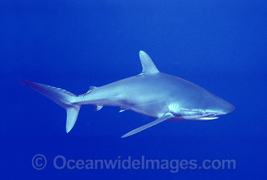Silky Shark Exmouth photo Silky Shark Exmouth photo